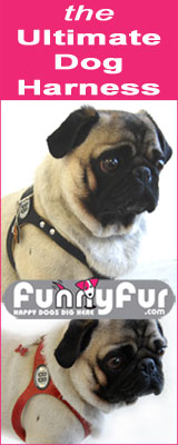 Designer pet clothes and designer pet accessories for the fashion forward pet fashionistas at FunnyFur.com